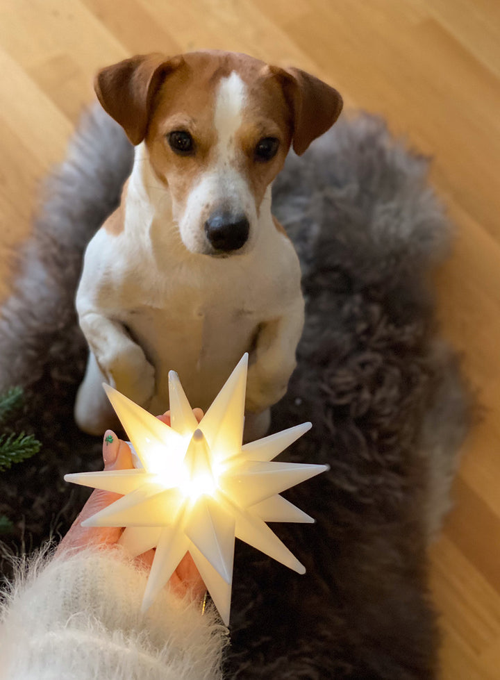 hund ser på julestjerne