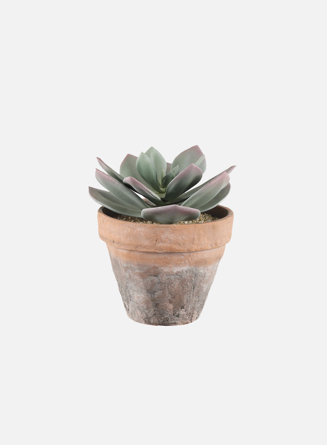 plante_potte.jpg