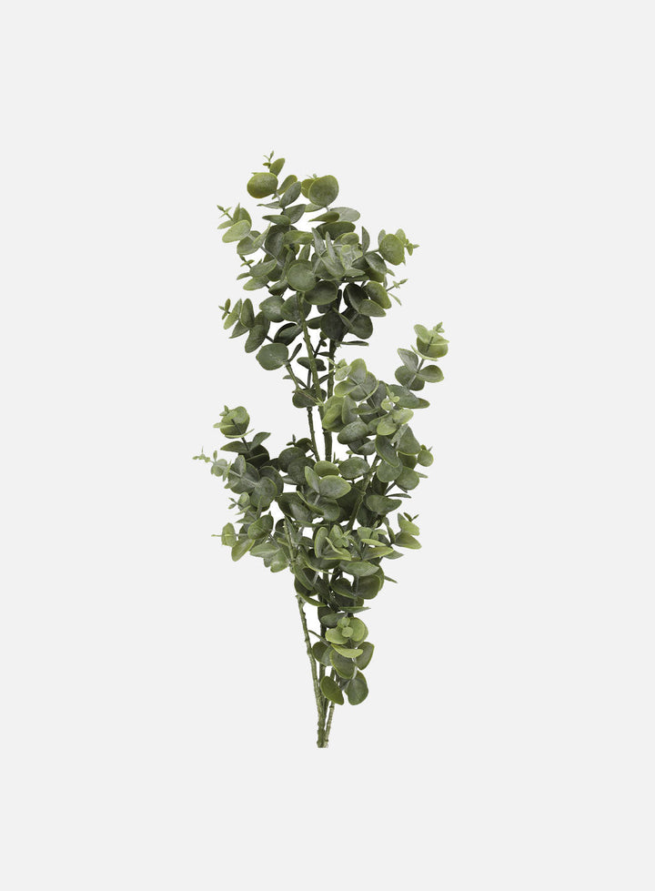 s-files-1-0950-7622-1112-files-eucalyptus_92