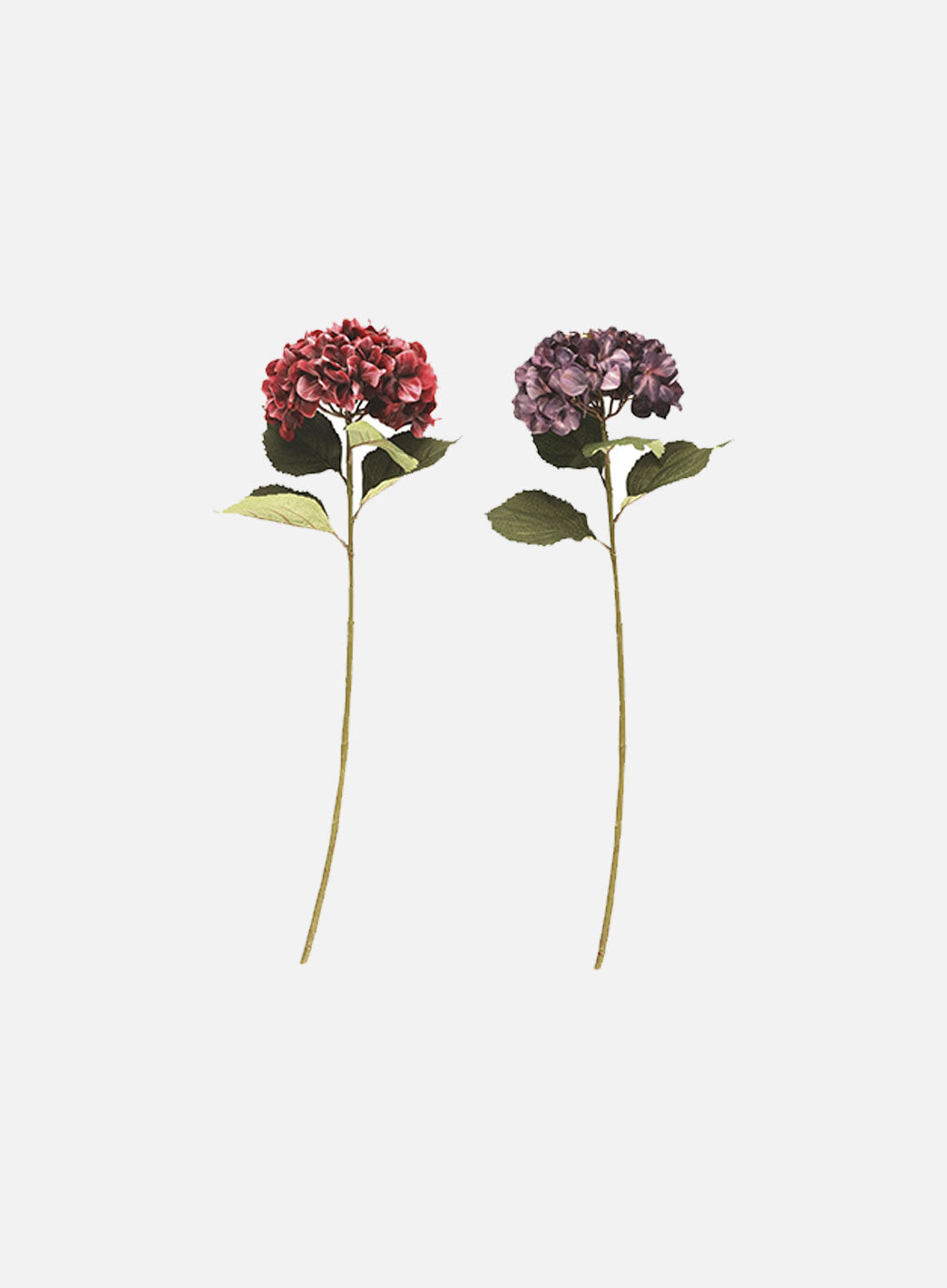 s-files-1-0950-7622-1112-files-hortensia